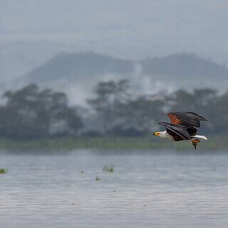 Lake Naivasha - African fish eagle